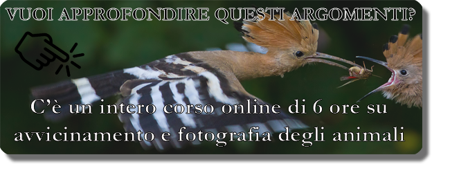 corso online fotografare gli animali, corso avvicinamento fauna, attirare gli animali, attirare gli uccelli, fotografare gli uccelli, fotografare il lupo, avvicinamento fauna, 