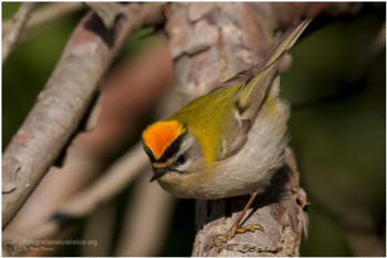 Fiorrancino, regulus ignicapillus, firecrest Sommergoldhähnchen, reyezuelo listado, Roitelet à triple bandeau