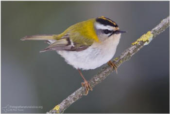 Fiorrancino, regulus ignicapillus, firecrest Sommergoldhähnchen, reyezuelo listado, Roitelet à triple bandeau