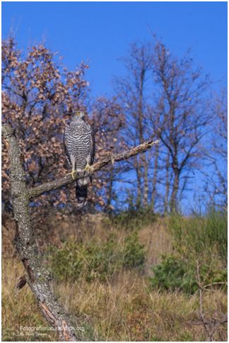 Astre, Accipiter gentilis, Goshawk, Habicht, Azr comun, Autour des palombes, 