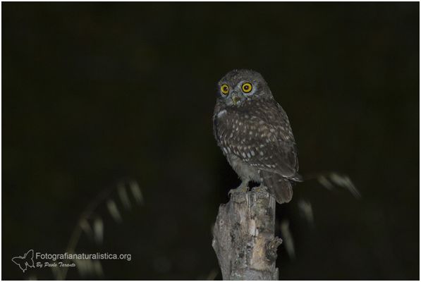 Civetta comune, Athene noctua, Little Owl, Steinkauz, Mochuelo europeo, Cheveche, 
