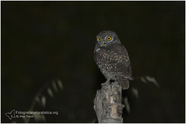 Civetta comune, Athene noctua, Little Owl, Steinkauz, Mochuelo europeo, Cheveche, 