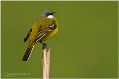 Cutrettola, Motacilla flava, Yellow Wagtail, lavandera boyera,  