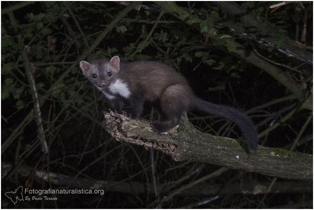 Faina, martes foina, beech marten, stone marten, white breasted marten, Steinmarder, gardua fouine, 