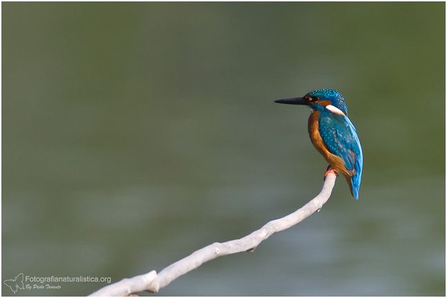 martin_pescatore_alcedo_attis_kingfisher_eisvogel_pescador_comun_martin-pecheur