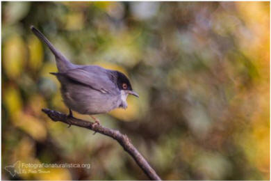 occhiocotto, sylvia melanocephala, sardinian warbler, curruca de cabeza negra