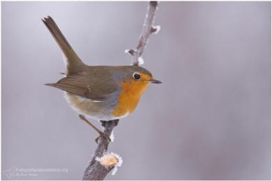 Pettirosso, erithacus rubecula, european robin, Rotkehlchen, petirrojo europeo, Rouge-gorge familier, 