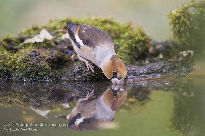 Frosone, Coccothraustes coccothraustes, Kernbeier, Gros-bec, casse-noyaux, pipitero comun, 