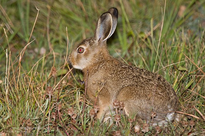 Lepre, cucciolo, cucciolo di lepre, lepus europaeus, lievre, feldhase, livre d'Europe, European Hare