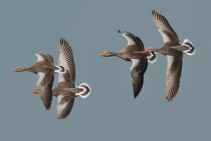 oca selvatica, anser anser,  greylag graugans, ansar comun, Oie cendre