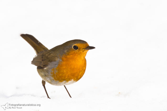 Pettirosso, erithacus rubecula, european robin, Rotkehlchen, petirrojo europeo, Rouge-gorge familier, 