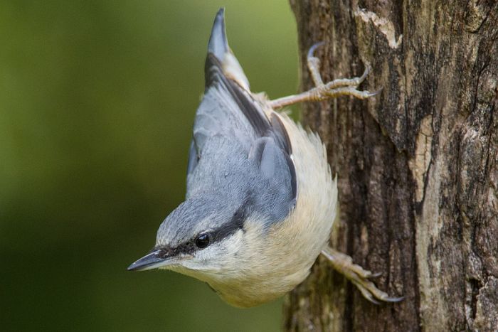 picchio muratore, sitta europaea, wood nuthatch,  Kleiber, trepado azul, Sittelle torchepot 