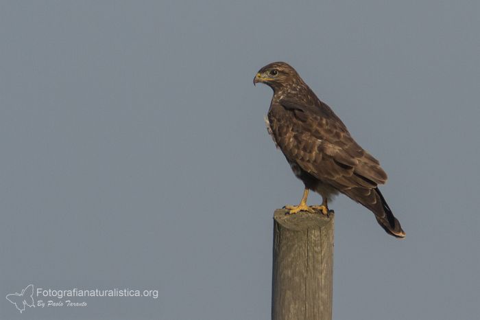 poiana comune, buteo buteo, rato nero, Mäusebussard, Buse variable