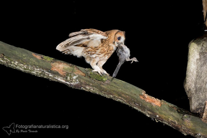 Allocco, Strix aluco, Tawny Owl, Waldkauz, Carabo comun, Chouette hulotte, 