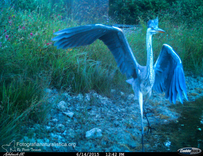 Airone cenerino, ardea cinerea, gray heron, graureiher, garza real, heron cendre