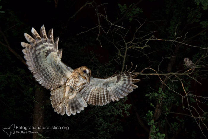 Allocco, Strix aluco, Tawny Owl, Waldkauz, Carabo comun, Chouette hulotte, 