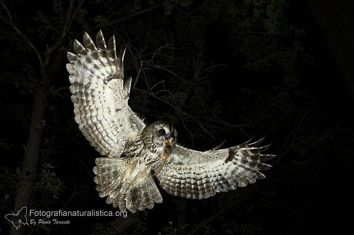 Allocco, Strix aluco, Tawny Owl, Waldkauz, Carabo comun, Chouette hulotte, 