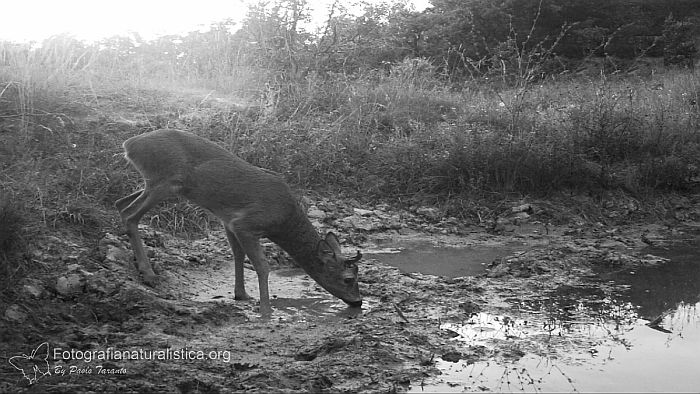 Capriolo, capreolus capreolus, roe deer, Reh, corzo, chevreuil. 