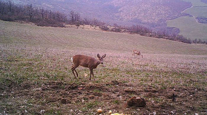 Capriolo, capreolus capreolus, roe deer, Reh, corzo, chevreuil. 