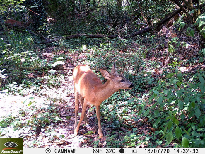 Capriolo, capreolus capreolus, roe deer, Reh, corzo, chevreuil. 