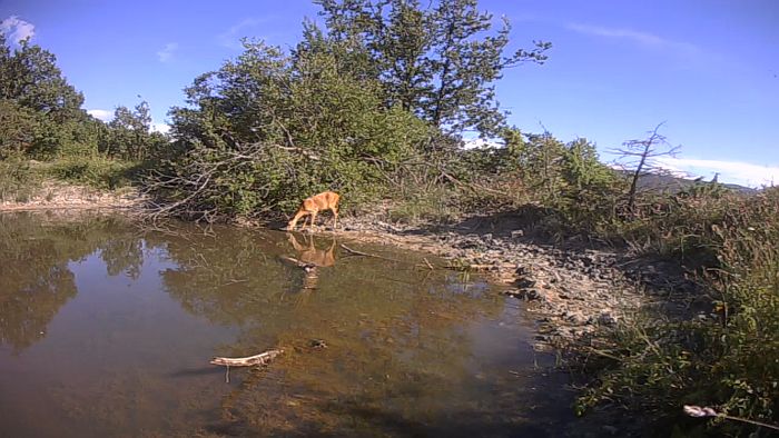 fototrappole, fototrappolaggio, camera trap, trail camera, videotrappola, migliore 