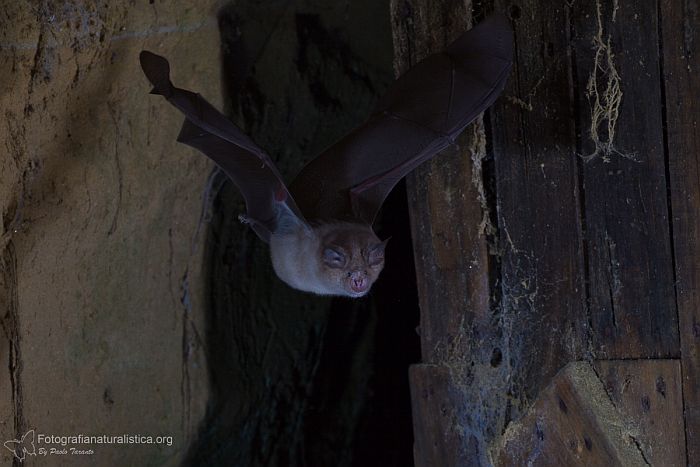 Ferro di cavallo maggiore, horseshoe bat, Groe Hufeisennase, murcilago grande de herradura, Grand rhinolophe fer a cheval 