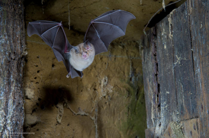ferro di cavallo minore, Rhinolophus hipposideros, lesser horseshoe bat, murcilago pequeo de herradura, Kleine Hufeisennase, Petit rhinolophe fer  cheval