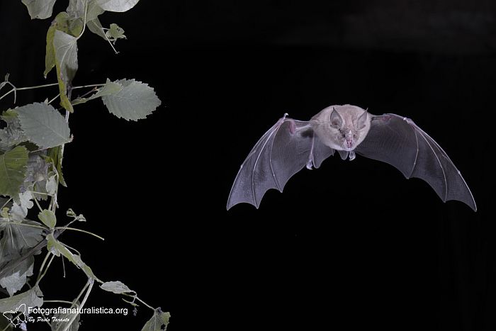 fotografia hi-speed, alta velocit, fotografia di chirotteri in volo, pipistrello in volo, Ferro di cavallo minore - Rhinolophus hipposideros ferro di cavallo minore, Rhinolophus hipposideros, lesser horseshoe bat, murcilago pequeo de herradura, Kleine Hufeisennase, Petit rhinolophe fer  cheval