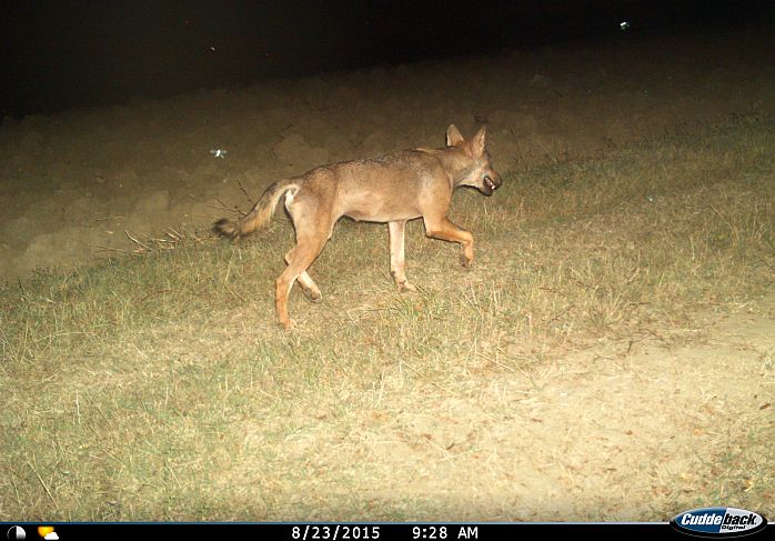 Lupo appenninico, Canis lupus italicus, appennine wolf, eurasian wolf, lobo europeo, lobo comun, Loup gris commun,  