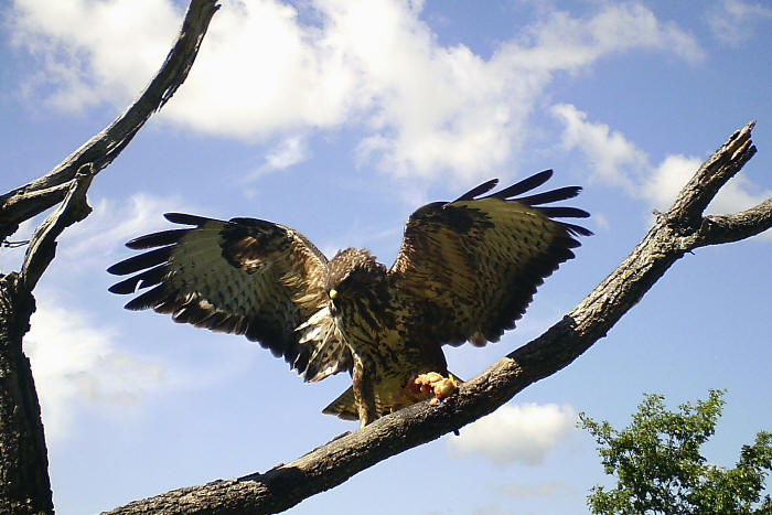 poiana comune, buteo buteo, rato nero, Musebussard, Buse variable 