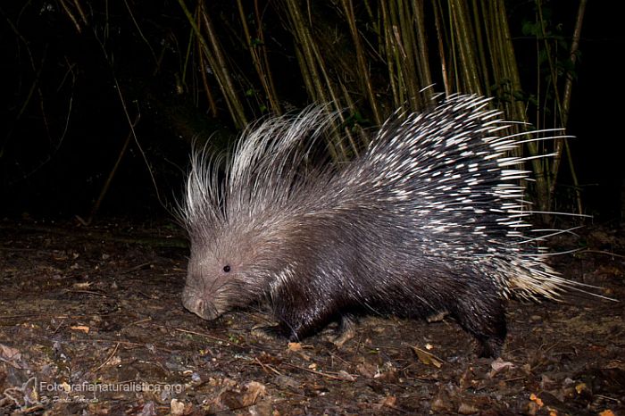 Istrice, hystrix cristata, crested porcupine,   puercoespn crestado, Gewhnliche Stachelschwein, Porc-pic  crte,  