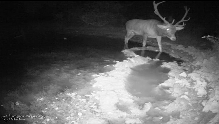 Cervo, cervus elaphus, red deer, ciervo cerf, elaphe rothirsch,