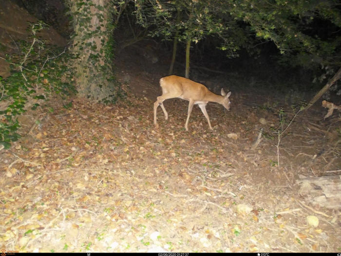 Capriolo, capreolus capreolus, roe deer, Reh, corzo, chevreuil. 
