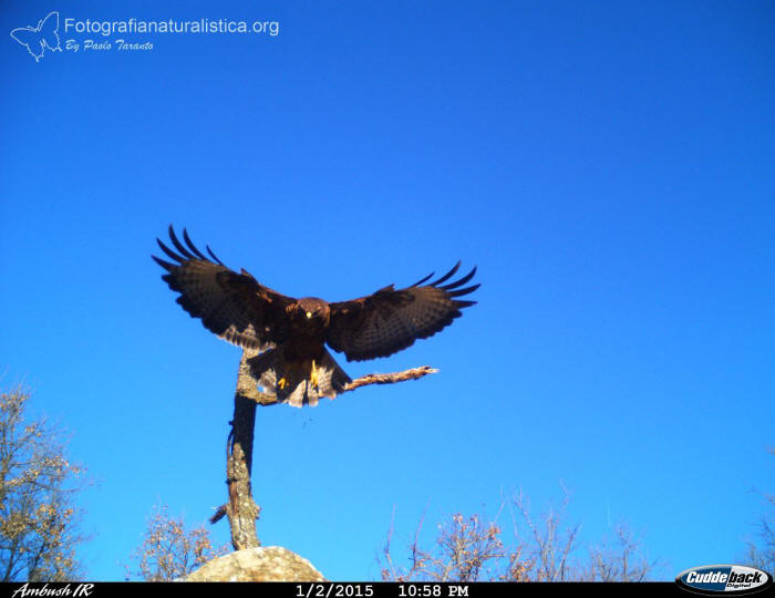 poiana comune, buteo buteo, rato nero, Musebussard, Buse variable 