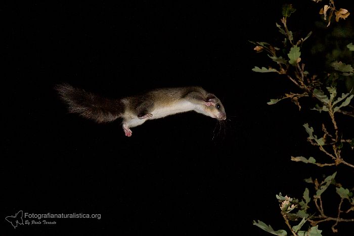 Ghiro, glis glis, edible dormouse, Siebenschlfer, lirn gris, Loir gris, 