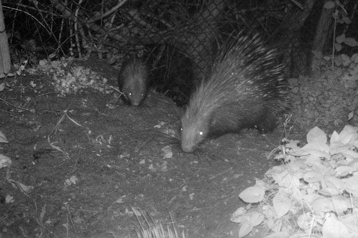 Istrice, hystrix cristata, crested porcupine,   puercoespn crestado, Gewhnliche Stachelschwein, Porc-pic  crte,  