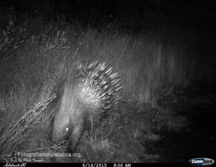 Istrice, hystrix cristata, crested porcupine,   puercoespn crestado, Gewhnliche Stachelschwein, Porc-pic  crte,  