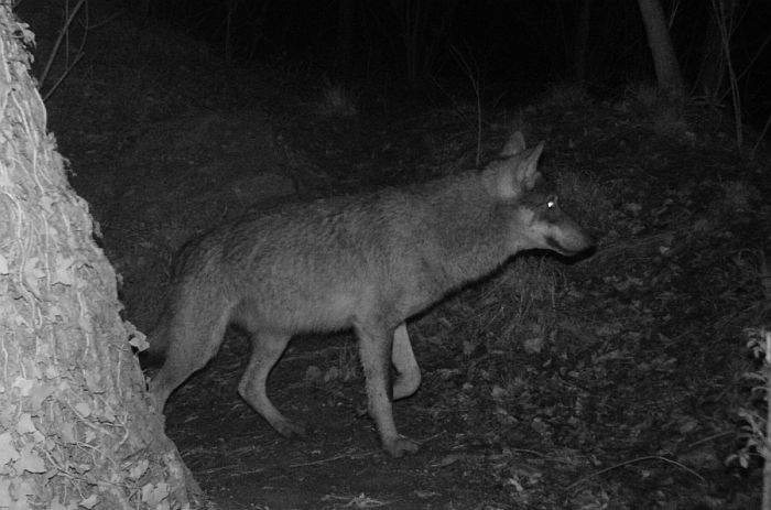 Lupo appenninico, Canis lupus italicus, appennine wolf, eurasian wolf, lobo europeo, lobo comun, Loup gris commun,  