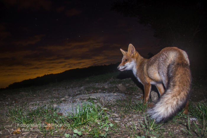 volpe, vulpes vulpes, red fox, Rotfuchs, zorro comn, zorro rojo, Renard roux