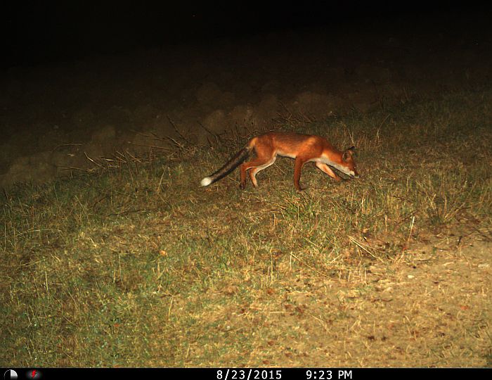 volpe, vulpes vulpes, red fox, Rotfuchs, zorro comn, zorro rojo, Renard roux