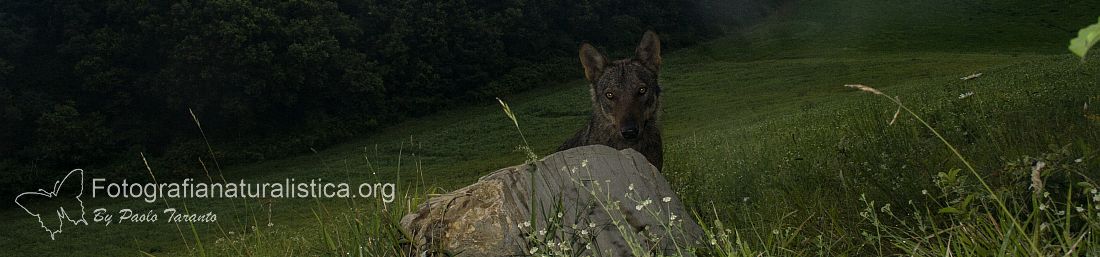 fototrappolaggio, fototrappola, fototrappole, videotrappola, come usare una fototrappola, le migliori fototrappole, fototrappolaggio naturalistico, fototrappolaggio faunistico, fototrappola alta qualit, fototrappola economica, scegliere una fototrappola, come usare una fototrappola, fototrappole amazon, recensioni fototrappole, 