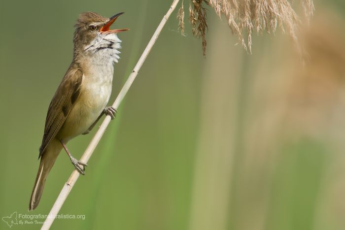 cannareccione, great reed Warbler, acrocephalus arundinaceus, carricero tordal, Rousserolle turdode, Drosselrohrsnger, 