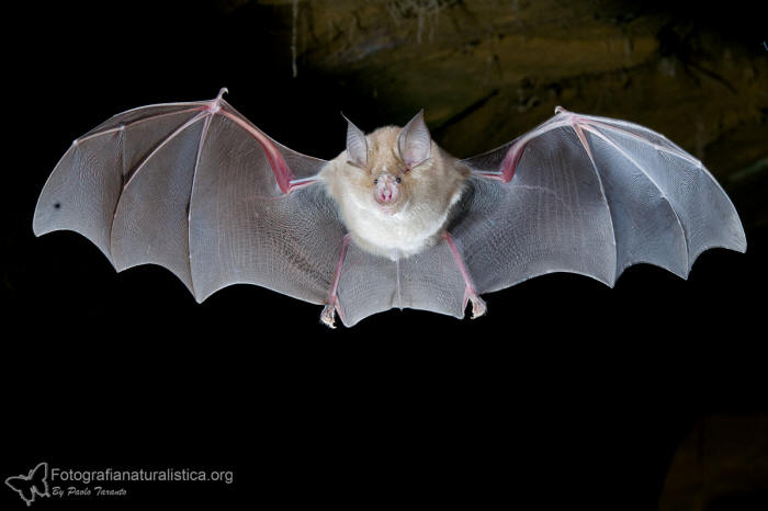 Ferro di cavallo maggiore, horseshoe bat, Groe Hufeisennase, murcilago grande de herradura, Grand rhinolophe fer a cheval 