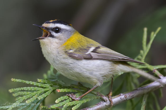 Fiorrancino, regulus ignicapillus, firecrest Sommergoldhhnchen, reyezuelo listado, Roitelet  triple bandeau