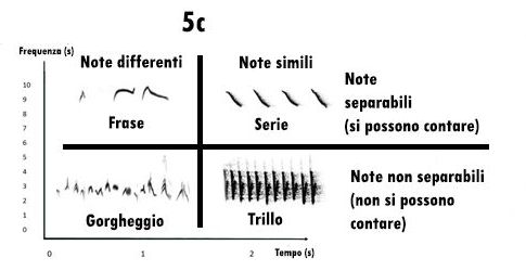 sonogramma, leggere un sonogramma, studiare i suoni, studiare i canti degli uccelli, sonogram reading, spectrogram reading, leggere uno spettrogramma, 