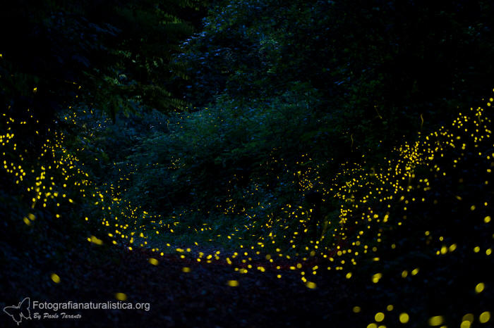 lucciole, fireflies, lampyridae, luciola italica, 