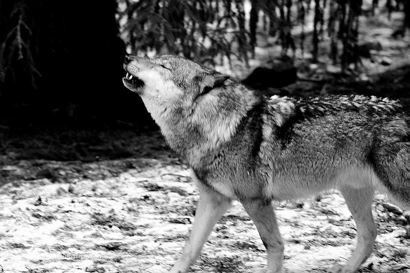 ululato lupo, wolf howling, Lupo appenninico, Canis lupus italicus, appennine wolf, eurasian wolf, lobo europeo, lobo comun, Loup gris commun,  
