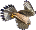 canto verso richiamo mp3 gheppio "gheppio europeo" "common kestrel" "eurasian kestrel" turmfalke "cernicalo vulgar" "faucon crecerelle"