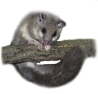 verso richiamo mp3 Ghiro, glis glis, edible dormouse, Siebenschlfer, lirn gris, Loir gris, 