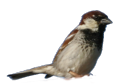 canto, verso, richiamo, mp3, Passera ditalia, passer italiae, italian sparrow, italiensperling,  garrion italiano, moineau cisalpin